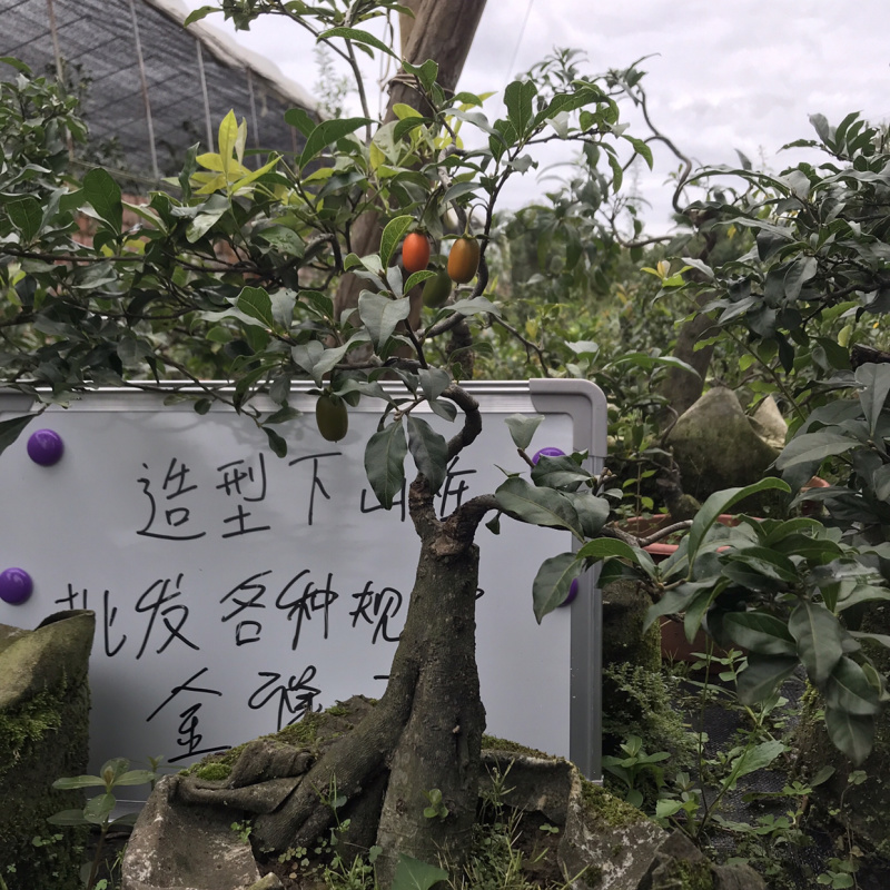 金弹子下山桩可批发