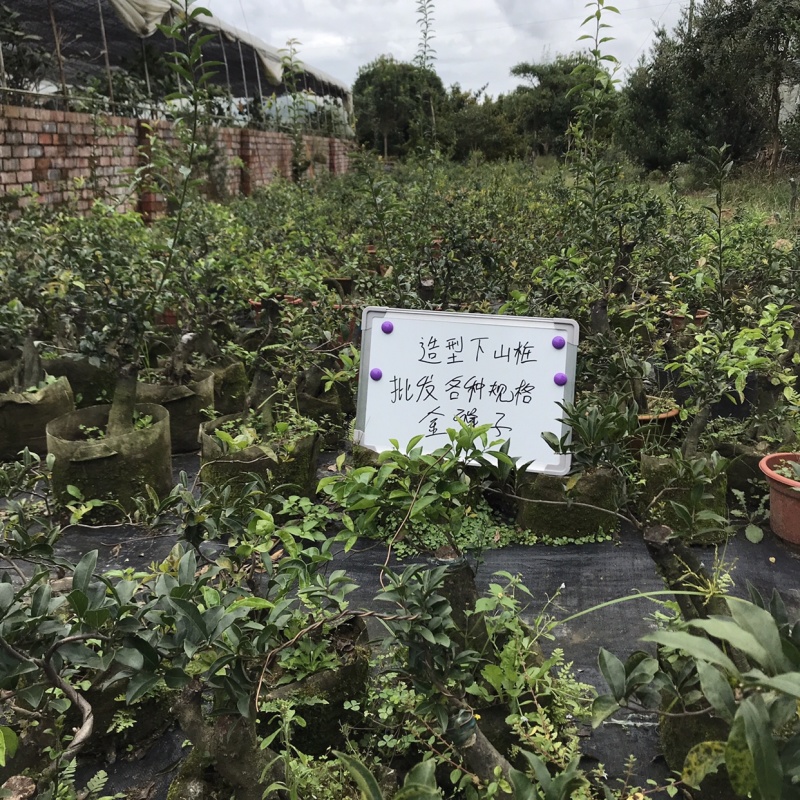 金弹子下山桩可批发