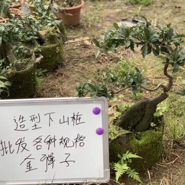 金弹子下山桩可批发
