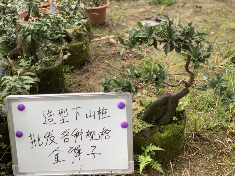 金弹子下山桩可批发