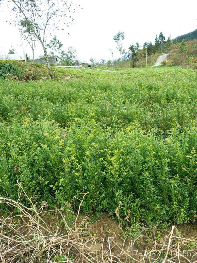 红豆杉苗红豆杉苗红豆杉苗红豆杉红豆杉苗红豆杉苗红豆杉苗红