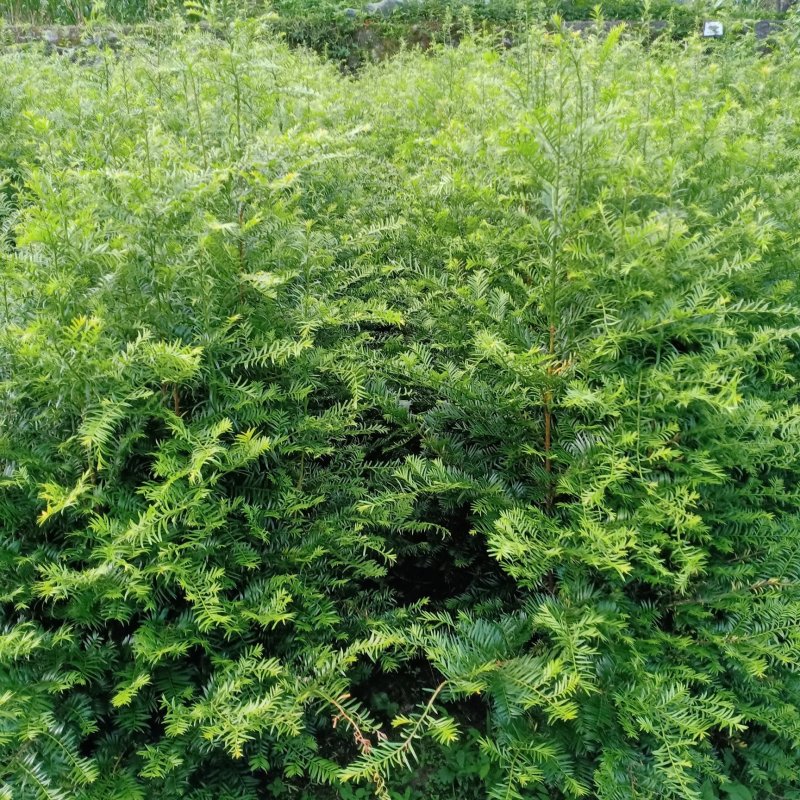 红豆杉苗红豆杉苗红豆杉苗红豆杉红豆杉苗红豆杉苗红豆杉苗红