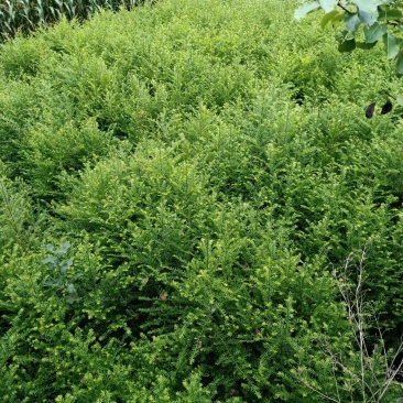 红豆杉苗红豆杉苗红豆杉苗红豆杉红豆杉苗红豆杉苗红豆杉苗红