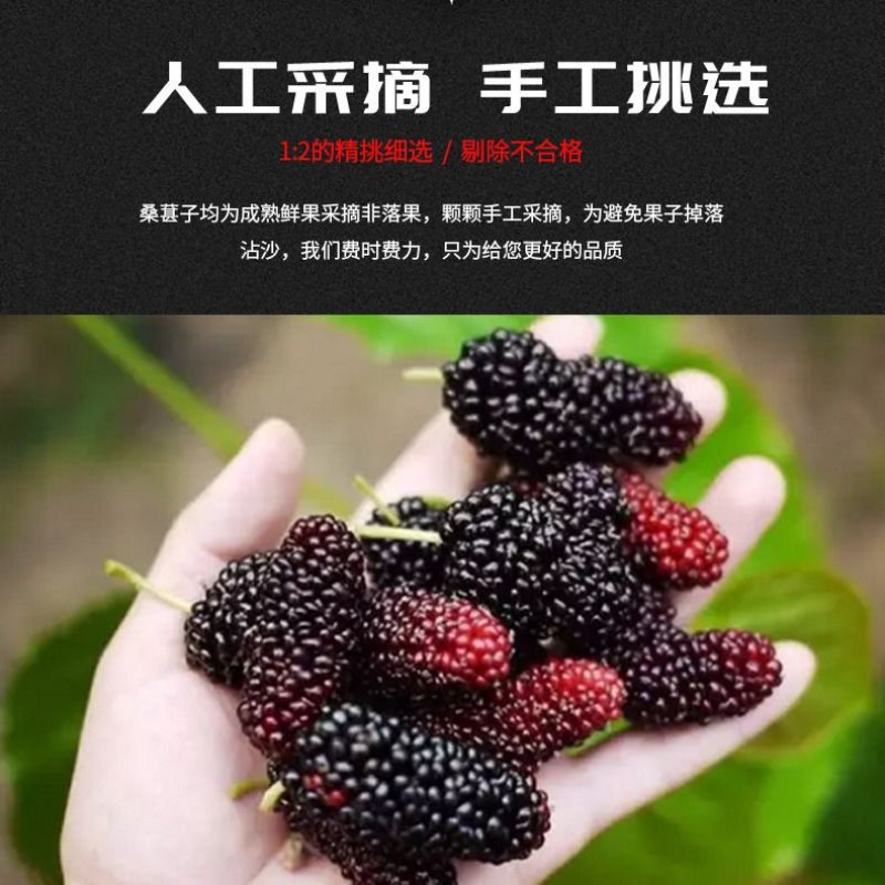 新鲜野生无沙免洗桑葚干特级桑椹干桑果桑椹子精选黑桑椹