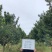 树型罗汉松