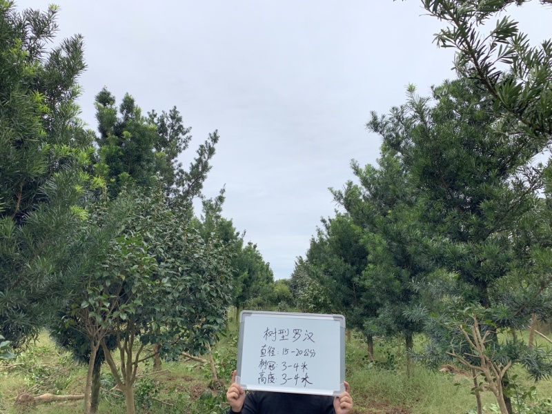 树型罗汉松