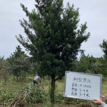 树型罗汉松