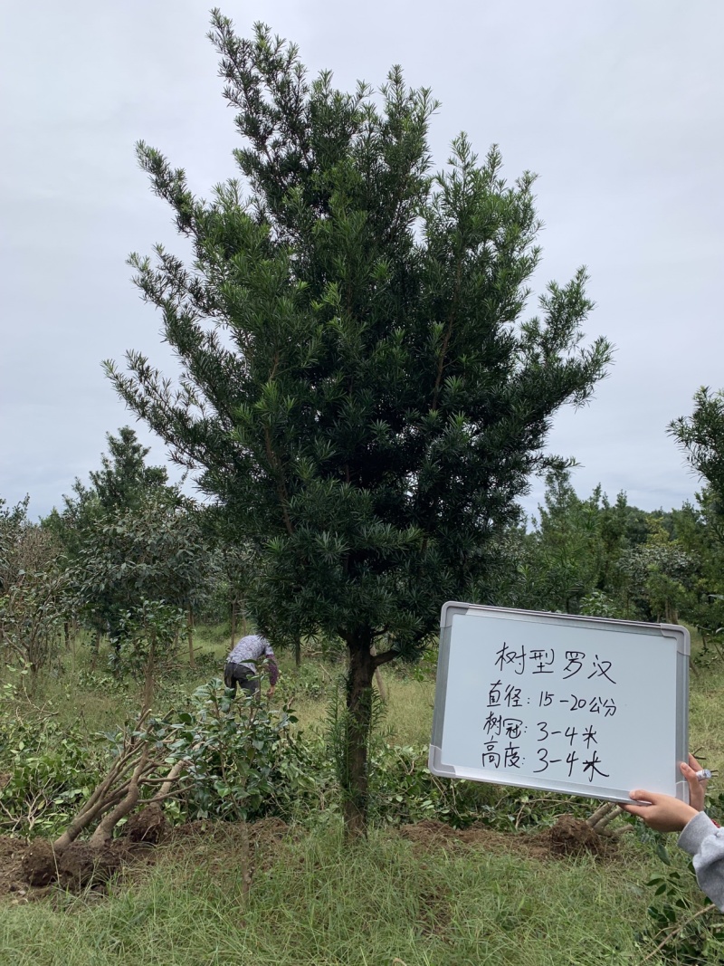 树型罗汉松