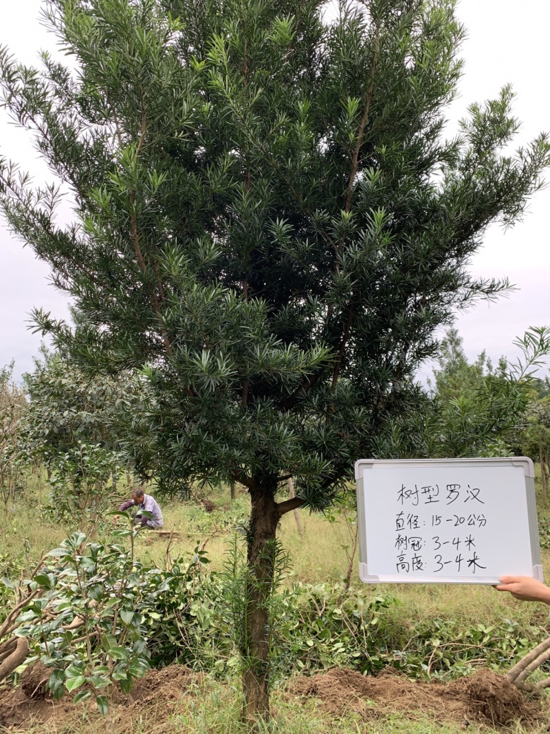 树型罗汉松
