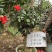四季茶花可批发
