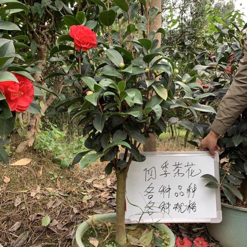 四季茶花可批发