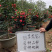 四季茶花可批发