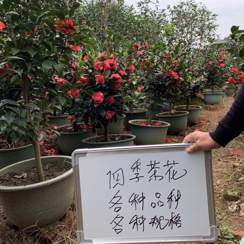 四季茶花可批发