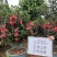 四季茶花可批发