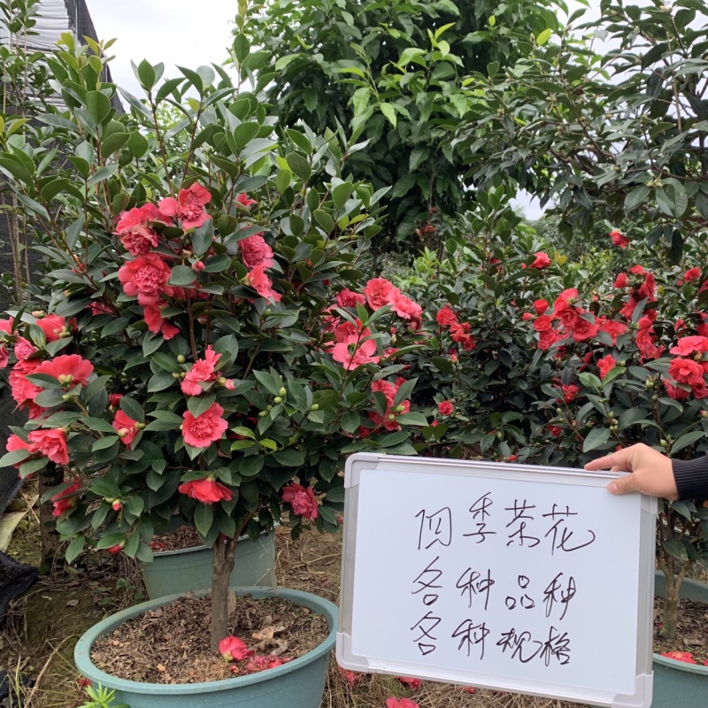 四季茶花可批发