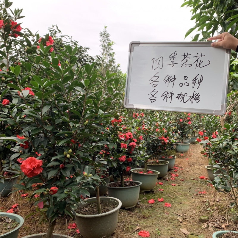 四季茶花可批发
