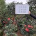 四季茶花可批发