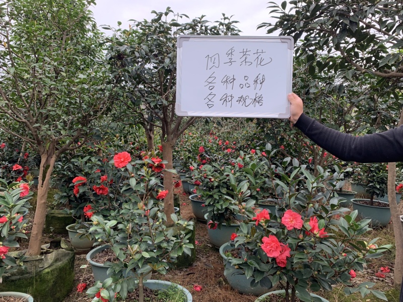 四季茶花可批发