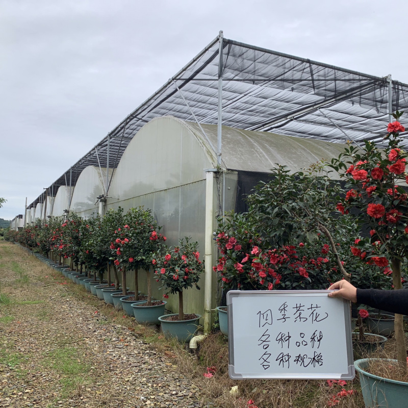 四季茶花可批发