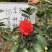 四季茶花可批发
