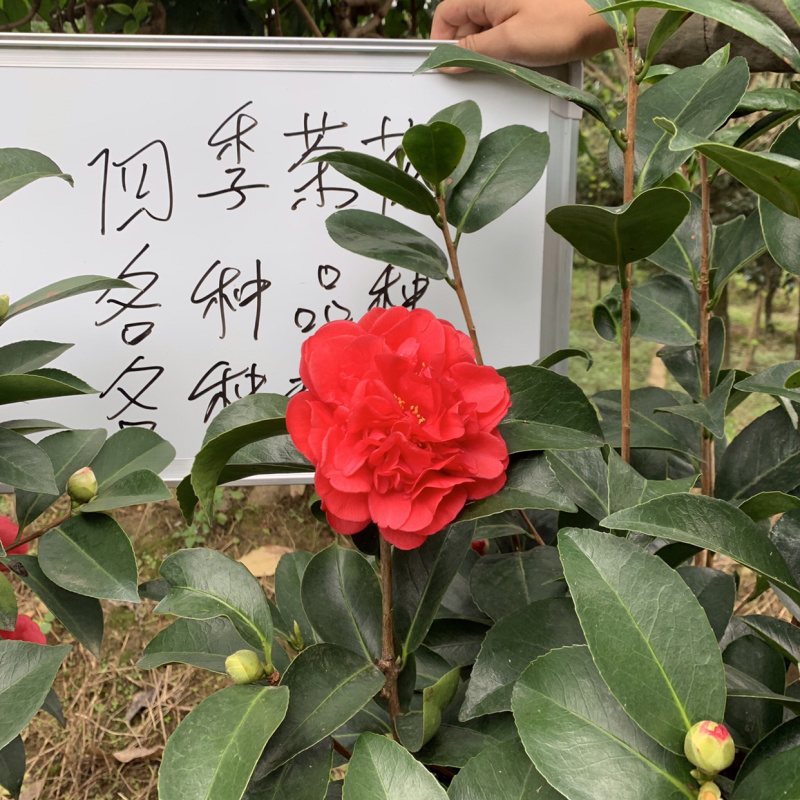 四季茶花可批发