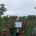 四季茶花可批发