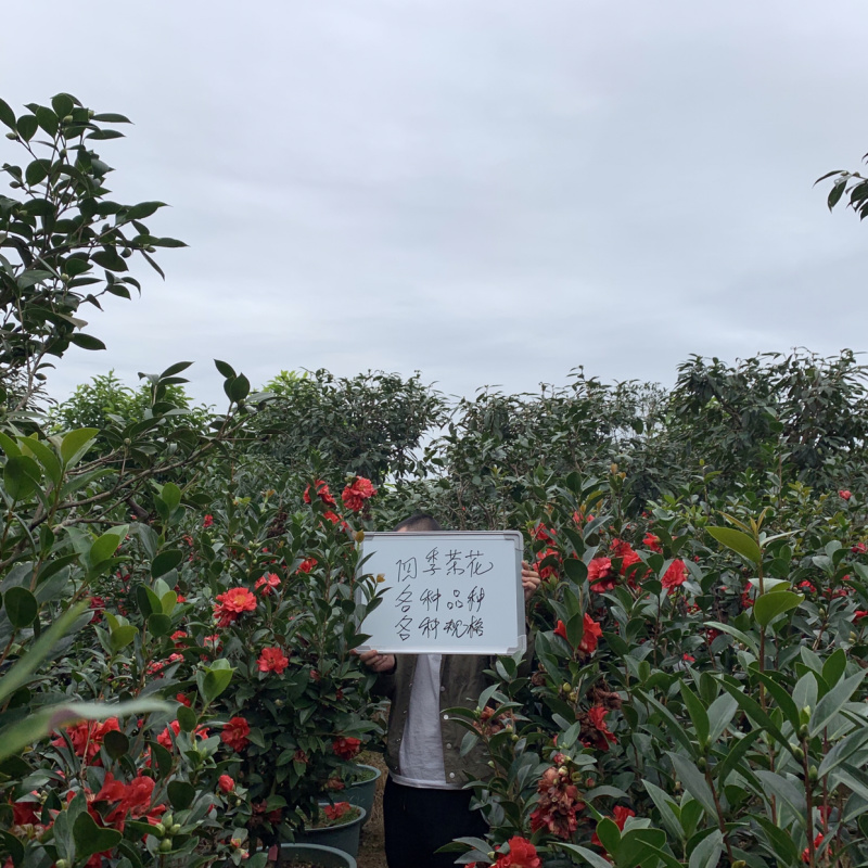 四季茶花可批发