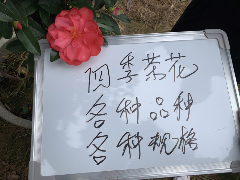 四季茶花可批发