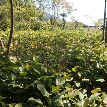 厚朴苗湖北产地直销，欢迎来电厚朴苗湖北产地直销，欢迎来电