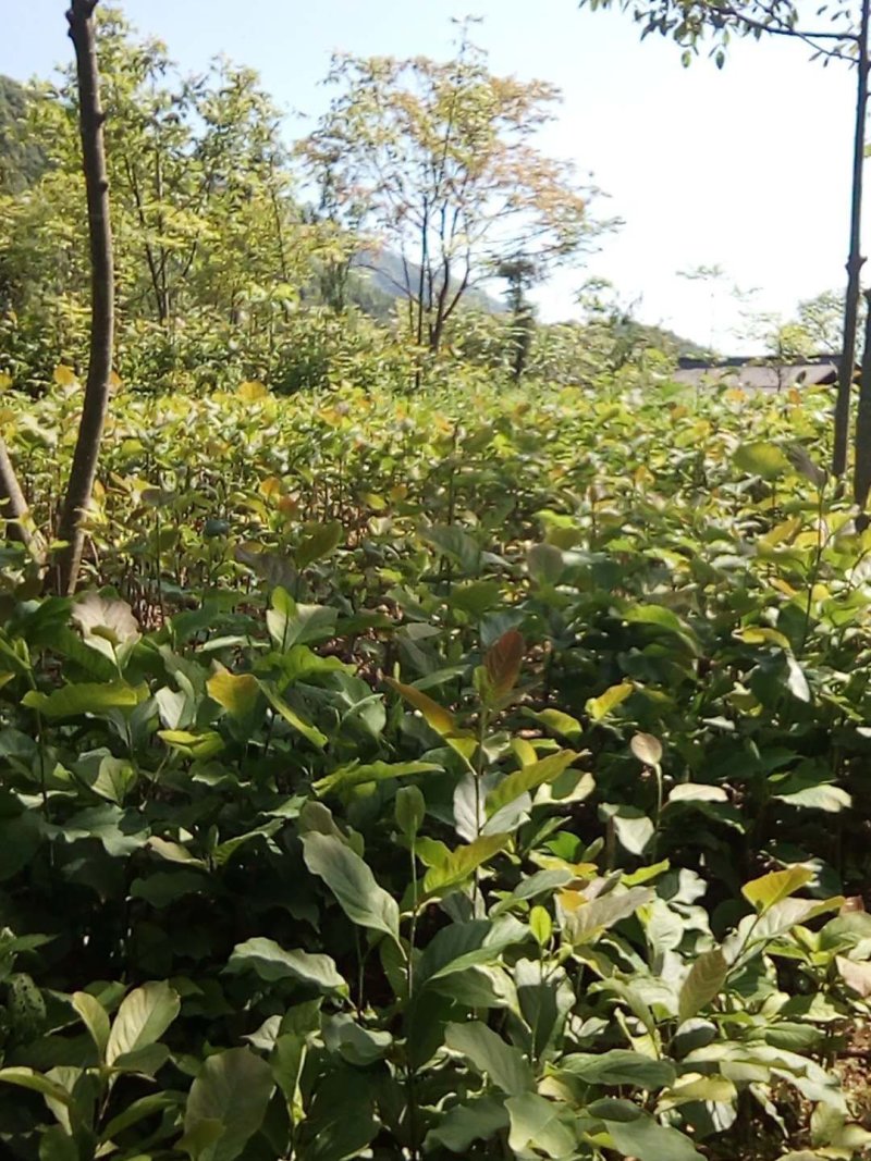 厚朴苗湖北产地直销，欢迎来电厚朴苗湖北产地直销，欢迎来电