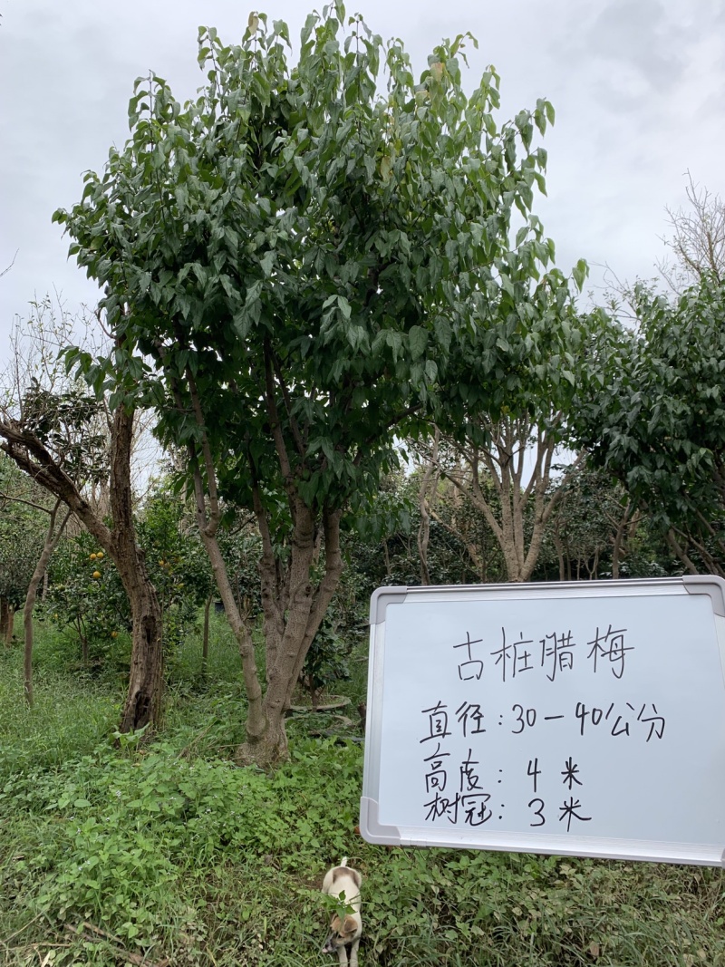 腊梅可批发
