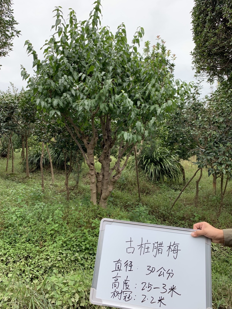 腊梅可批发