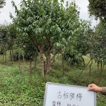 腊梅可批发