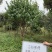 腊梅可批发