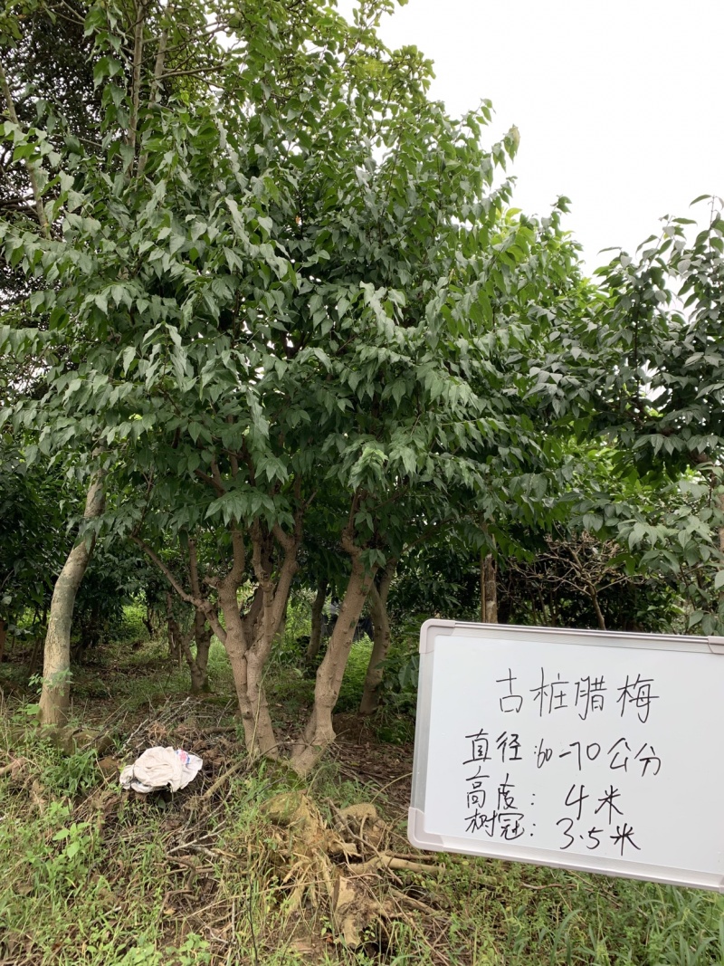 腊梅可批发
