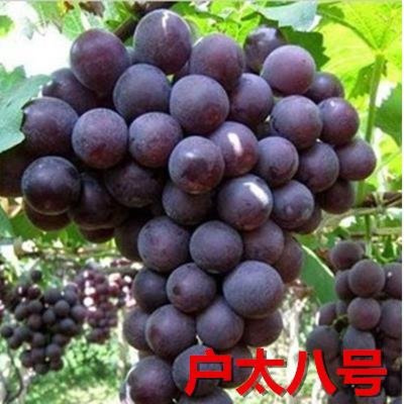 阳光十三精品葡萄苗玫瑰红夏黑龙眼葡萄买10赠1棵