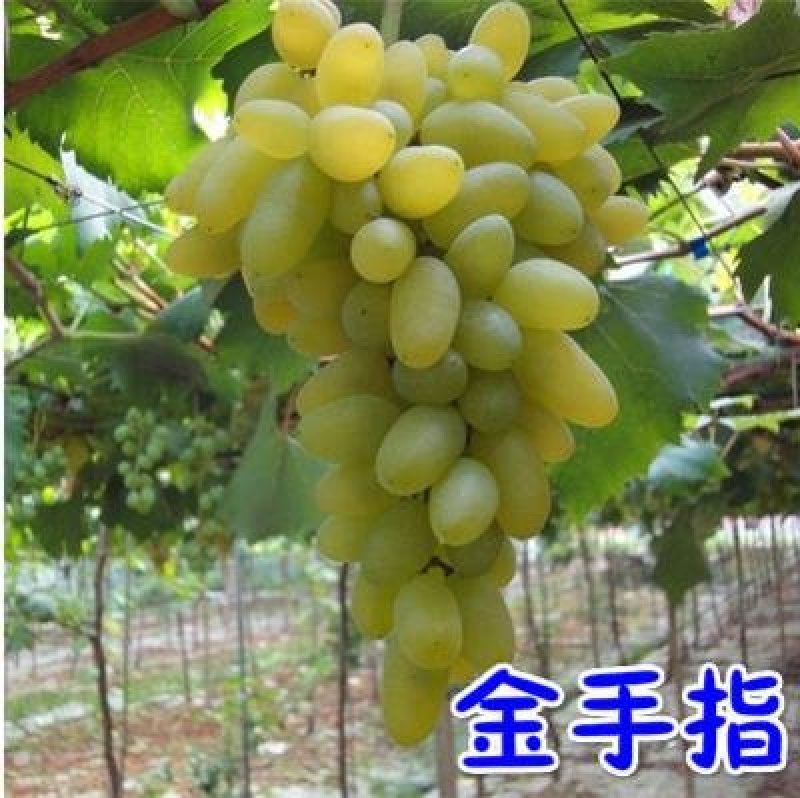 阳光十三精品葡萄苗玫瑰红夏黑龙眼葡萄买10赠1棵