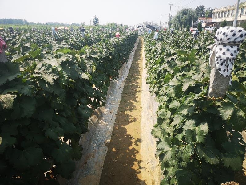 阳光十三精品葡萄苗玫瑰红夏黑龙眼葡萄买10赠1棵