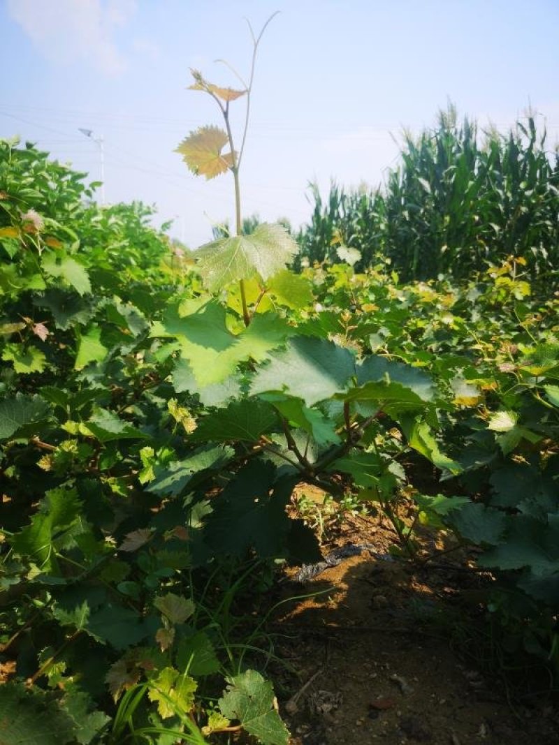 阳光十三精品葡萄苗玫瑰红夏黑龙眼葡萄买10赠1棵