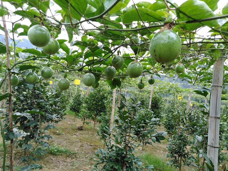 大量出售黄金百香果