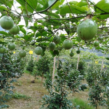 大量出售黄金百香果