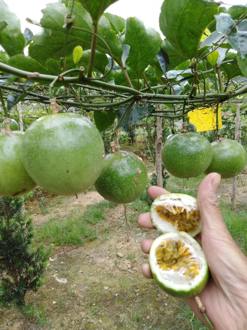 大量出售黄金百香果