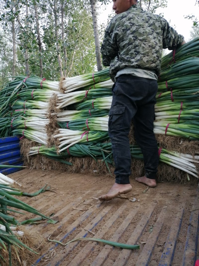 精品长白大葱货源充足河北基地直供质量保证全国发货
