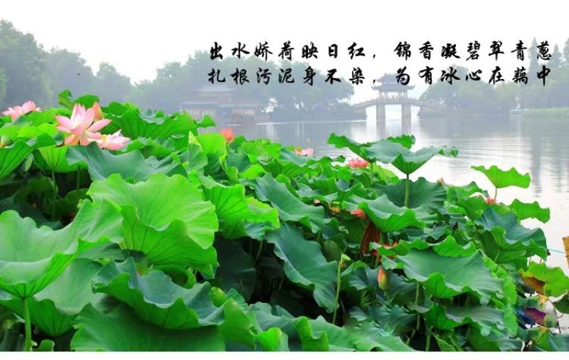 荷花观赏荷花莲藕苗盆栽荷花包邮！可视频看货
