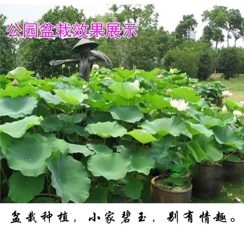 荷花观赏荷花莲藕苗盆栽荷花包邮！可视频看货