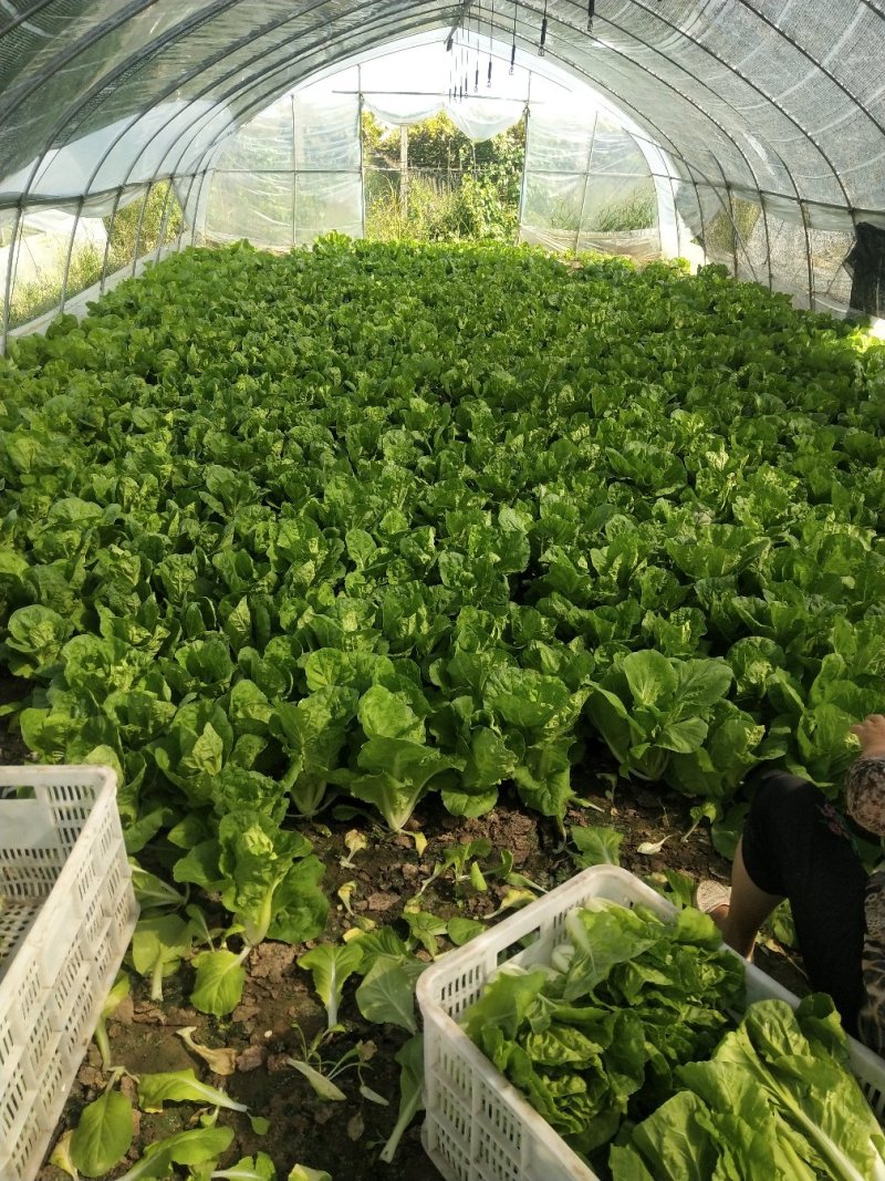 【快菜】江苏精品快菜万亩基地常年供应品质保证