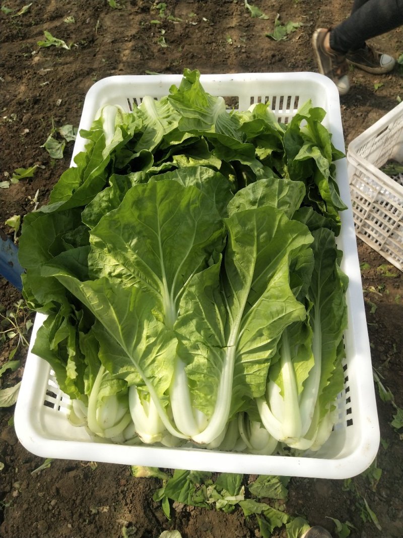 【快菜】江苏精品快菜万亩基地常年供应品质保证