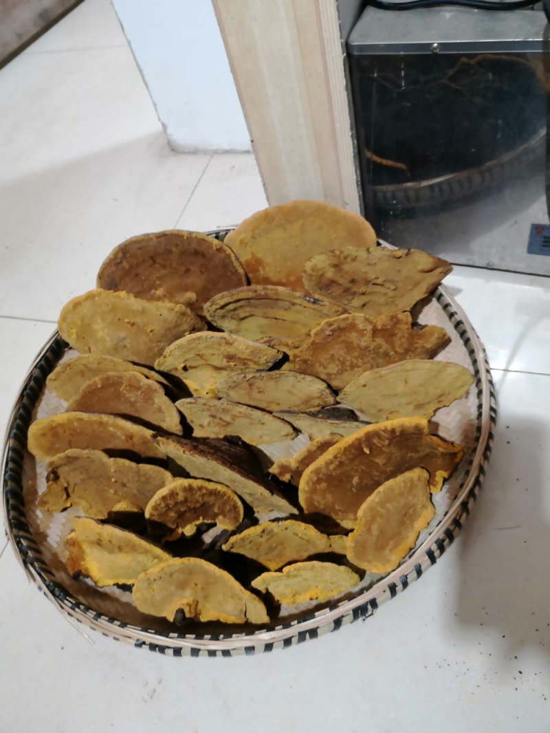 包邮西藏金边桑树桑黄（桑黄灵芝）纯野生