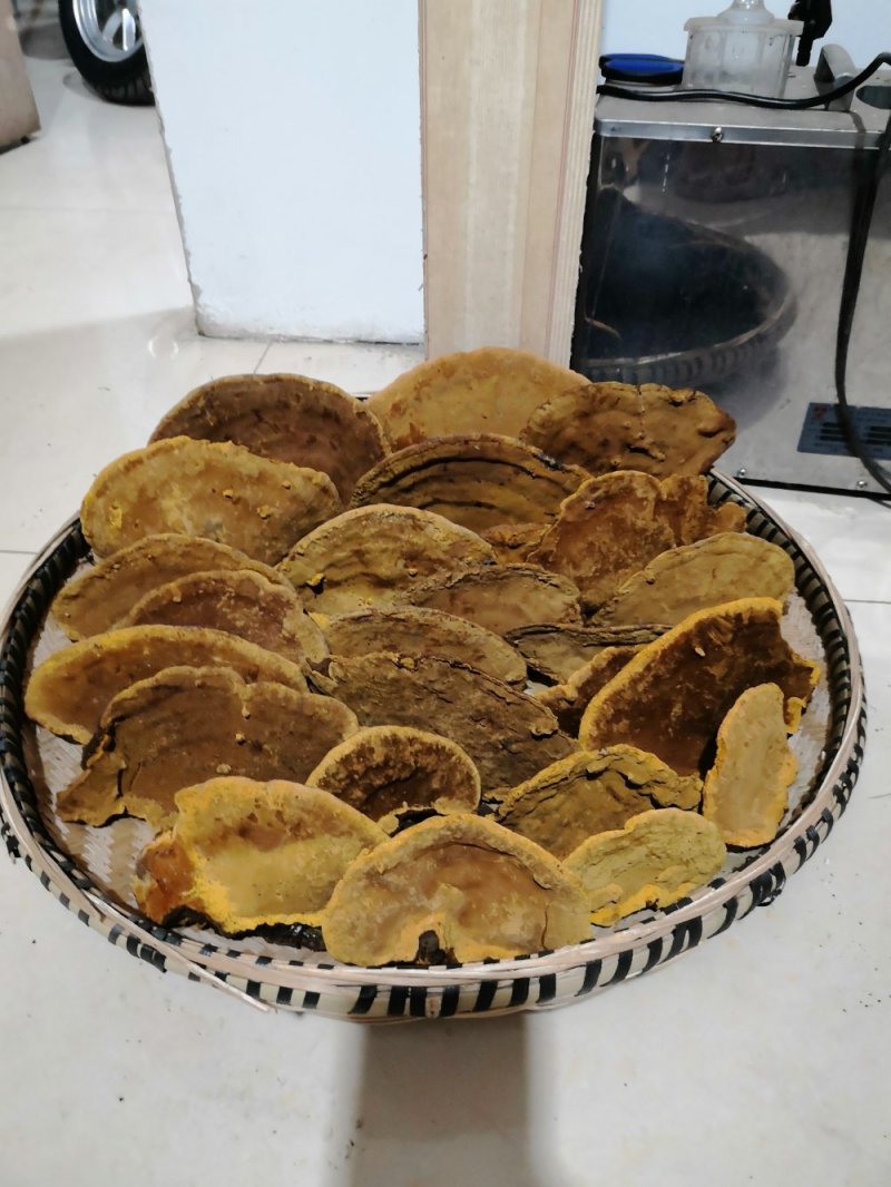 包邮西藏金边桑树桑黄（桑黄灵芝）纯野生