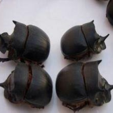 蜣螂千余品种供应承接订单